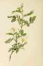 <i>Rosa coriifolia</i> Fries subsp. <i>coriifolia</i> synonym rose photo