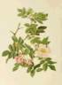 <i>Rosa dumetorum</i> Thuillier synonym rose photo