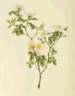 <i>Rosa micrantha</i> Borr. ex. Sm. rose photo