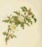 <i>Rosa inodora</i> Fries rose photo