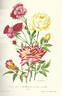 Mrs. W. H. Cutbush rose photo