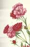 Mrs. W. H. Cutbush rose photo