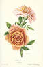 Arthur R. Goodwin rose photo