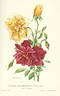 Deschamps rose photo
