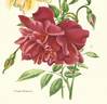 Deschamps rose photo