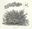 <i>Rosa sericea</i> Wall. ex Lindl. rose photo