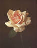 William F. Dreer (pernetiana, Howard rose photo