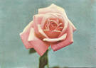 Lady Florence Stronge rose photo