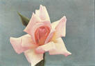 Ivy May rose photo