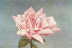 Captain F. S. Harvey Cant rose photo