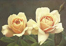 Madame Albert Barbier rose photo