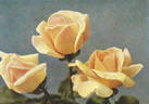 Aspirant Marcel Rouyer rose photo