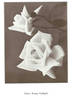Hortulanus Fiet rose photo