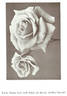 Roselandia rose photo