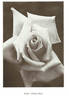 Christoph Weigand rose photo