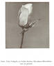 Frau E. Weigand rose photo