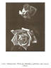 Miss Willmott rose photo