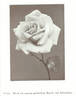 Westfield Star rose photo