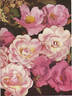 Pink Karen Poulsen rose photo
