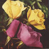 Billy Boy rose photo