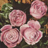 Home Sweet Home (hybrid tea, Wood rose photo