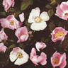 <i>Rosa agrestis</i> Savi rose photo