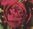 Colonel Sharman-Crawford rose photo