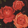 Duchess of Atholl rose photo