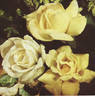 McGredy's Yellow rose photo