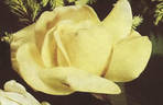 McGredy's Yellow rose photo
