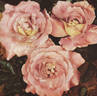 Cherry rose photo