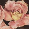 Cherry rose photo