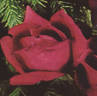 Madge Whipp rose photo