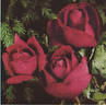 W. E. Chaplin rose photo