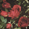 Hortulanus Budde rose photo