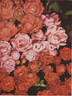 Gloire du Midi rose photo
