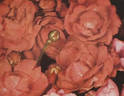 Gloire du Midi rose photo