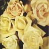 McGredy's Yellow rose photo