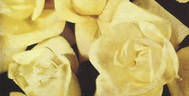 McGredy's Ivory rose photo