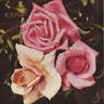 William F. Dreer (pernetiana, Howard rose photo
