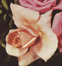William F. Dreer (pernetiana, Howard rose photo