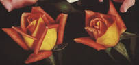 Orange Nassau rose photo