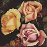 Lamia rose photo