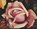 Lamia rose photo