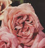 Viscountess Charlemont rose photo