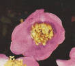 R. sertata rose photo