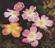 Flora McIvor rose photo