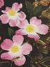 Flora McIvor rose photo