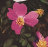 <i>R. willmottiae</i> rose photo