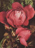 Margaret McGredy rose photo